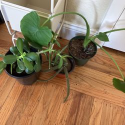 Plants For Sale 