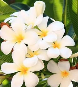 Hawaiian Rare Plumeria Flores Hawaiianas Â