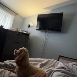 Sony Bravia 40” LCD TV + Remote + Wall Mount – 1080p