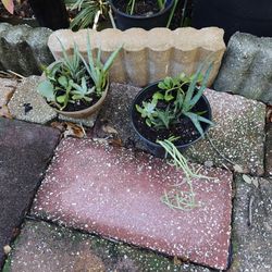 Succulent Plants Combo
