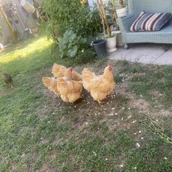 Organic Eggs
