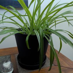 Spider Plant