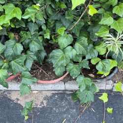Ivy Plants In A Pot Decorative Green Plant 