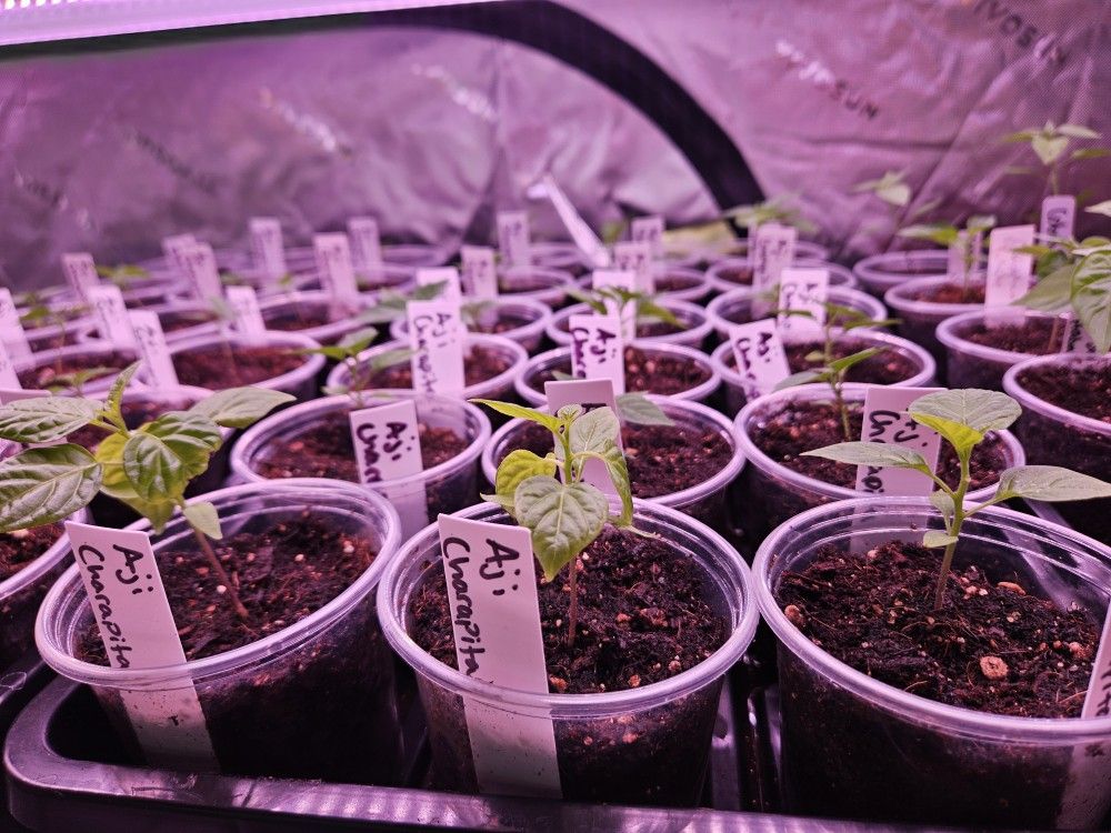 Aji Charapita Pepper Plant