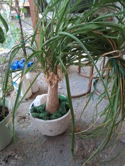Pony tail palm