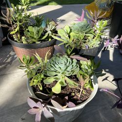 Large Succulent Planters