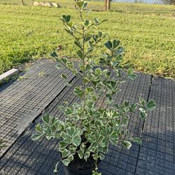 Ficus Triangularis  Plant Tree
