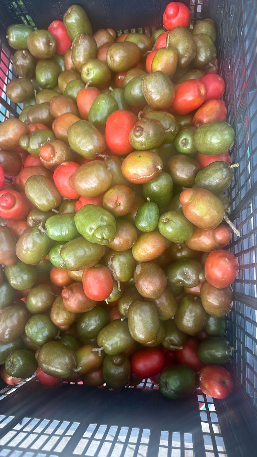 $5 A Dozen Red Hog Plums