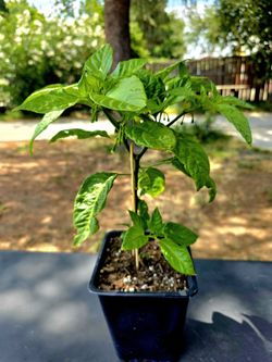 Organic Carolina Reaper plant