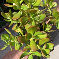 Jade Plant