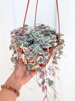 Ceropegia Woodii Strings of Hearts Variegated Plant 6" Pot - Indoor House Plants