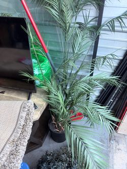 Areca Palm Plant in Black Pot