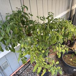 Chile Plants, Plants