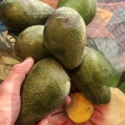 Avocados /Aguacates $1.00