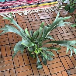 Staghorn Fern Plant 