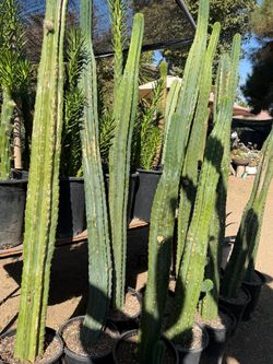 Cactus and succulent’s, different price