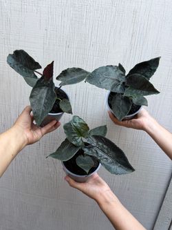 5” Alocasia antoro velvet ( price is for each )