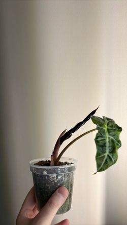 Alocasia African mask