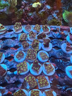 Fake Coral decoraciones