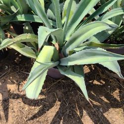 Agaves Azul 3 Gallon 
