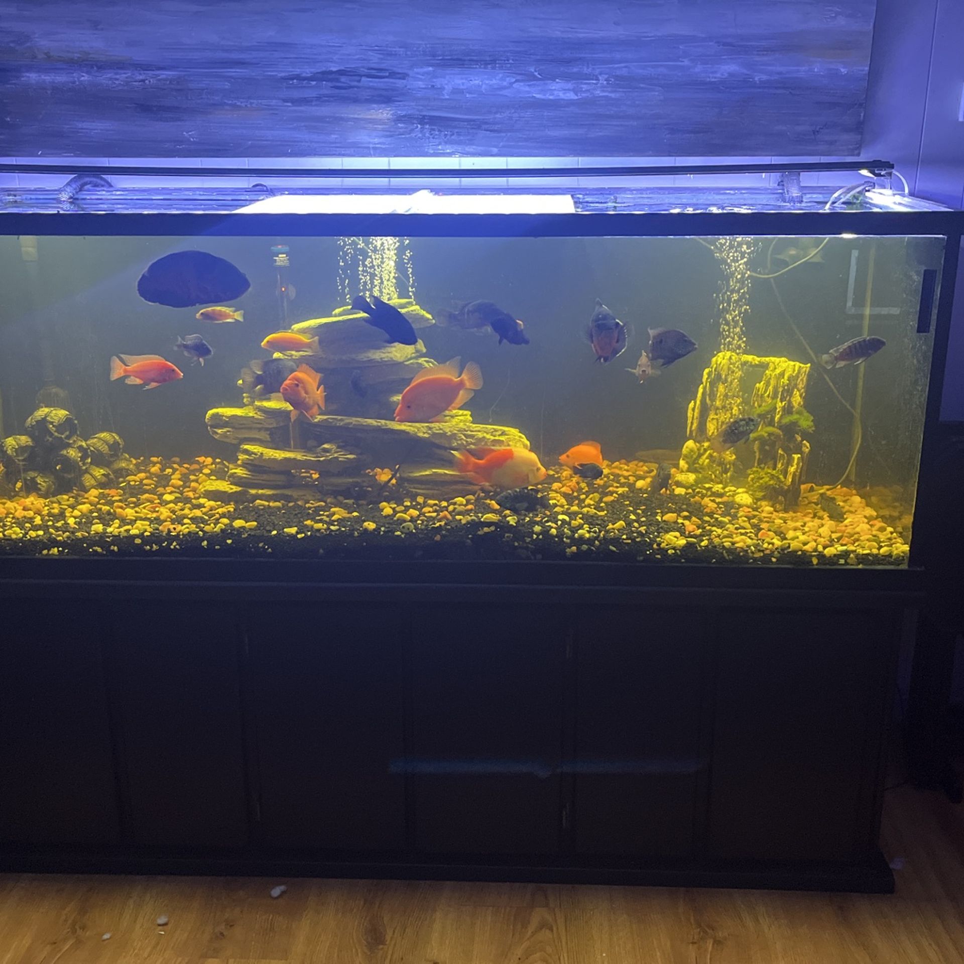 180 Gallon Fish Tank Fully Stocked With Equipment