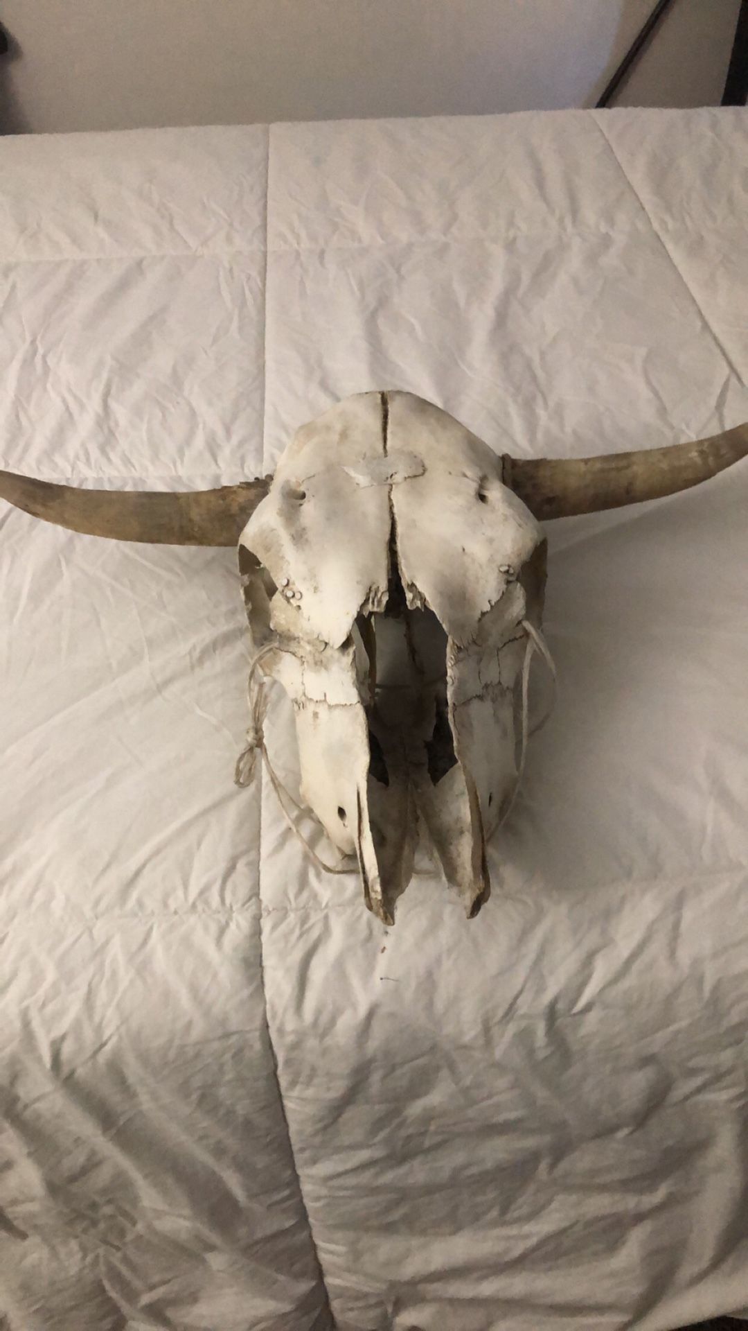 Bull head decor