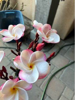 Pink Pansy Plumeria Cutting