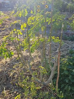 25 gallon moringa tree