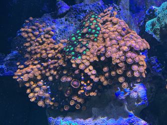 Bam Bam Zoa frags