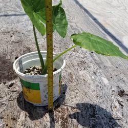 Elephant Ear Plant,  Live,  6" Tall