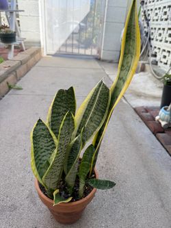 Snake Plant (Sansevieria)