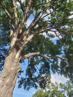Arbol
