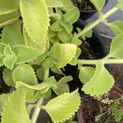 Plant