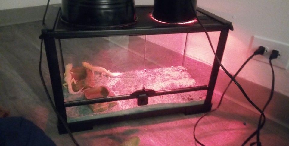 Reptile Gecko Tank 10 Gallon