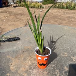 Halloween mini snake plant