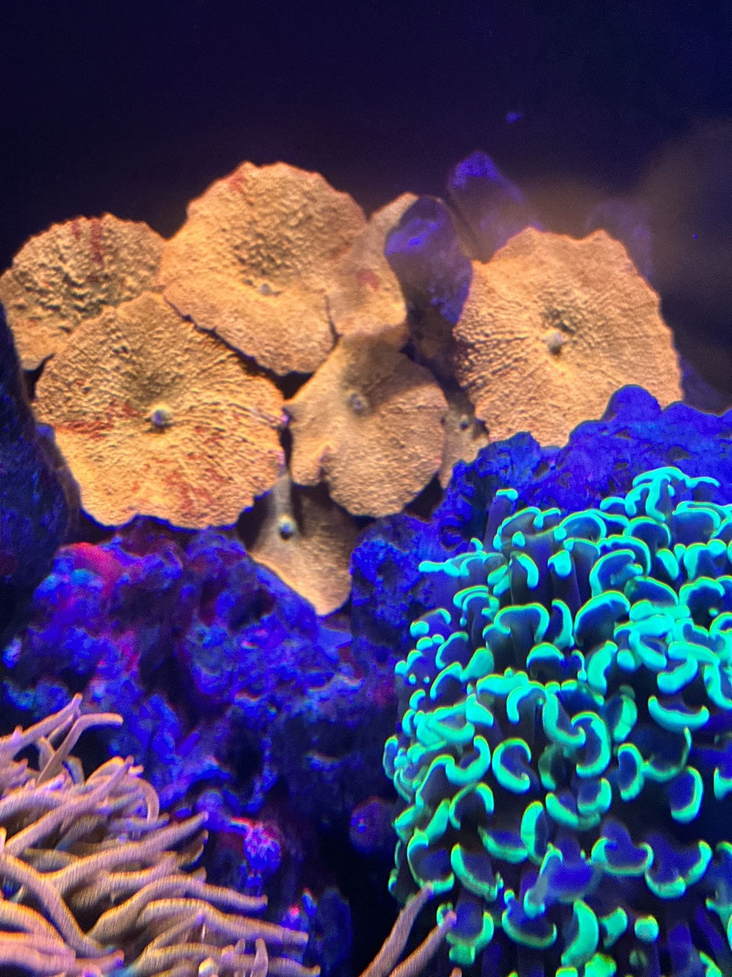Reef Salt, Water, Aquarium, Fish Tank, Coral