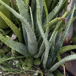 Aloe Vera Plants