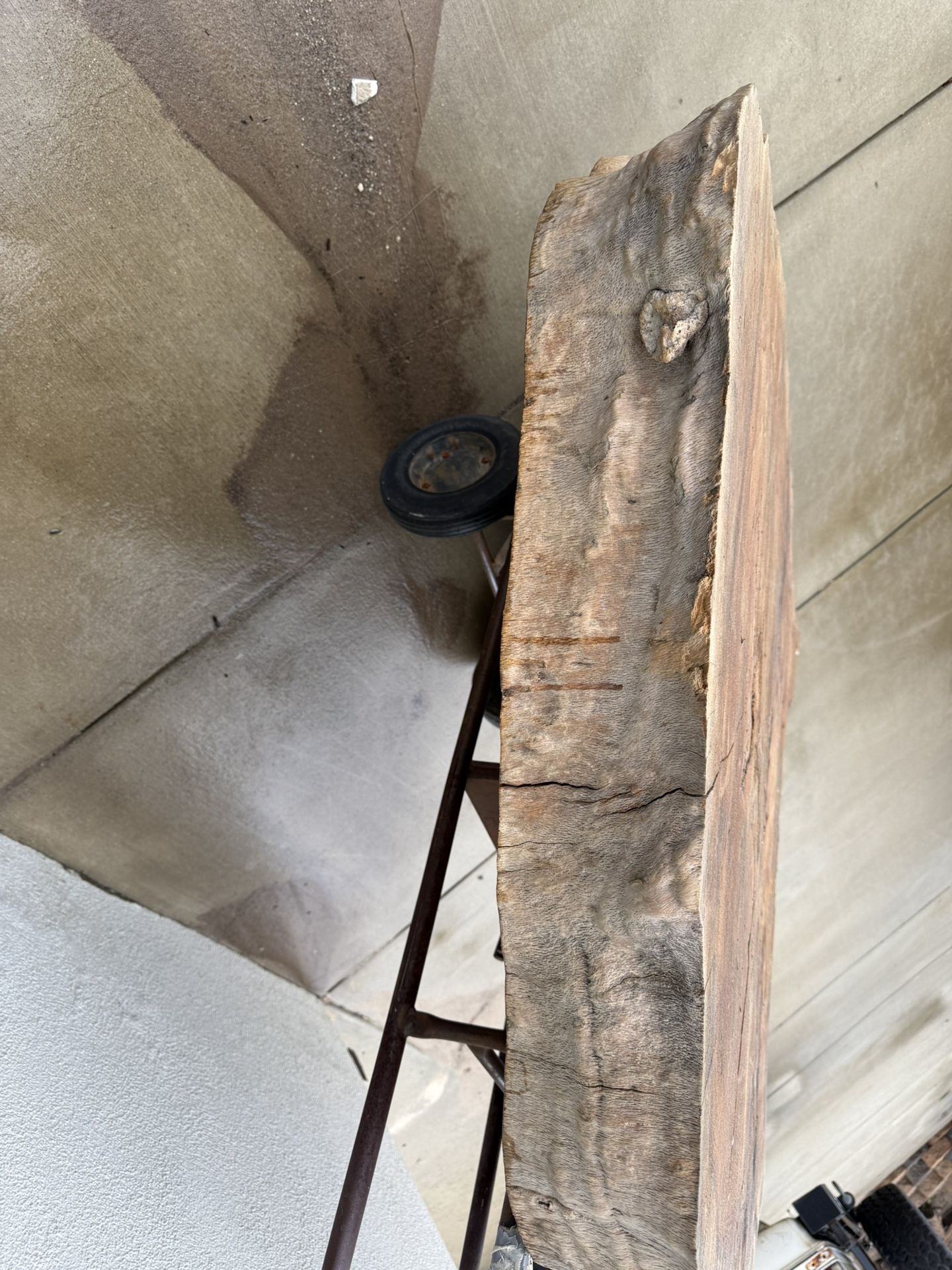 700 Year Old Oak Slab