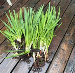 Yucca plant
