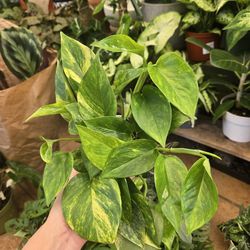 Neon queen pothos