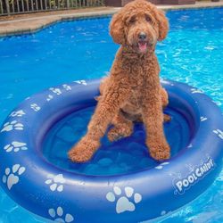 PoolCandy Inflatable Pet Float - Easy Set Up Doggy Pool Floats (Up-to 100LB PAW