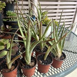Aloe Vera Indoor Or Outdoor Potted Plants 