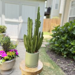 28” Tall Stunning Sleek Potted Cactus 