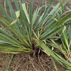 Free Plants Yucca 