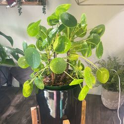 Pilea Peperomiodes (Chinese Money Plant)