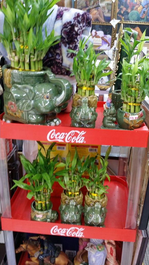 Bamboo
