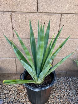Agave Plant 30” Tall
