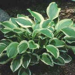 ‘Coquette’ Hosta Perennial Plants