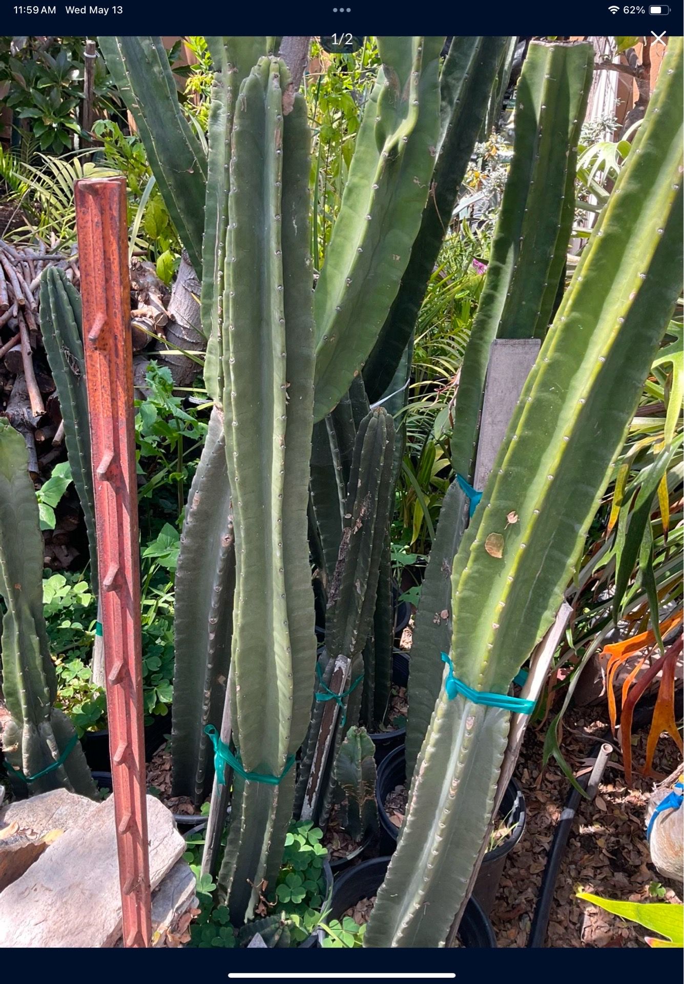 Cactus