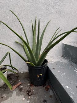 Aloe vera sabila 3 gallon pot